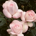 thumbnail image 2 of Heirloom Roses - Sheer Bliss Hybrid Tea Rose Plant, 2 of 2