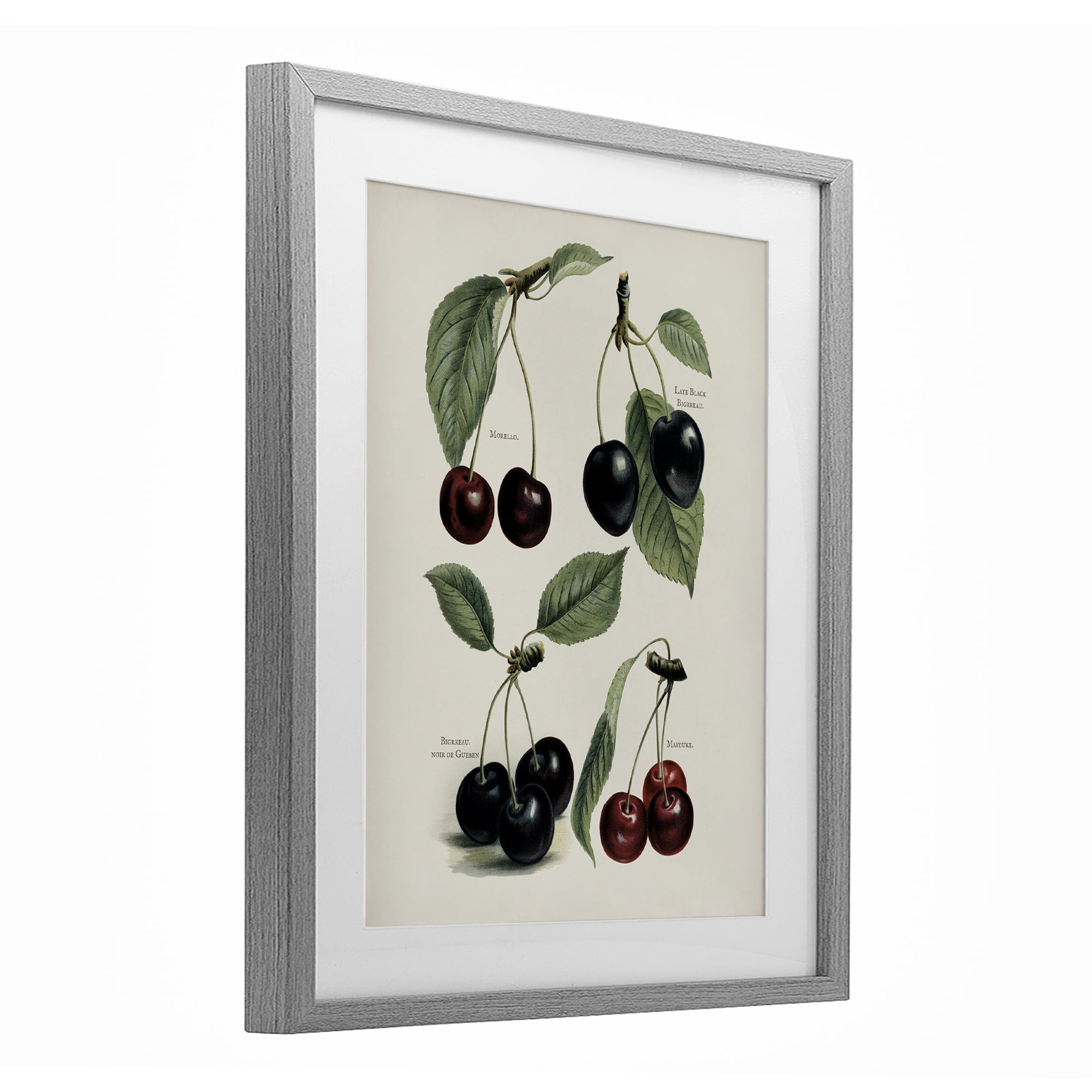 Natural Detailed Cherry Studies Gray Framed Print Under Glass, design by Lettered and Lined