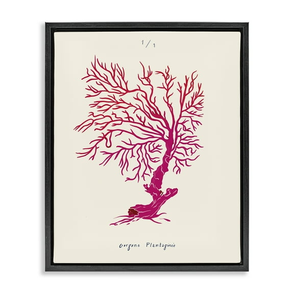 Stupell Industries Sea Fauna Coral Nautical & Beach Painting Black Floater Framed Canvas Art Print Wall Art, 17 x 21