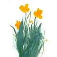 thumbnail image 3 of Green, Jacob 12x14 Black Modern Framed Museum Art Print Titled - Daffodil Bunch I, 3 of 5