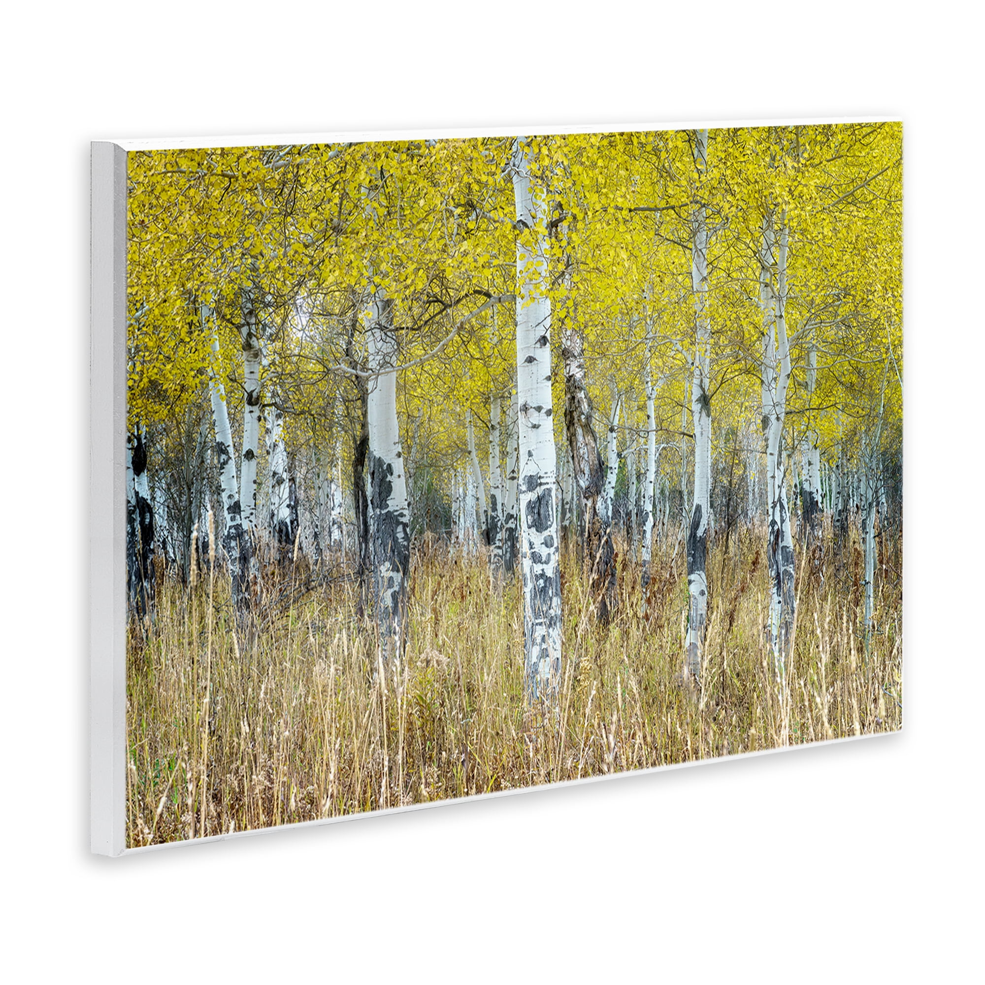 Stupell Industries Dense Birch Trees Landscape & Nature Photography Unframed Art Print Wall Art, 15 x 10