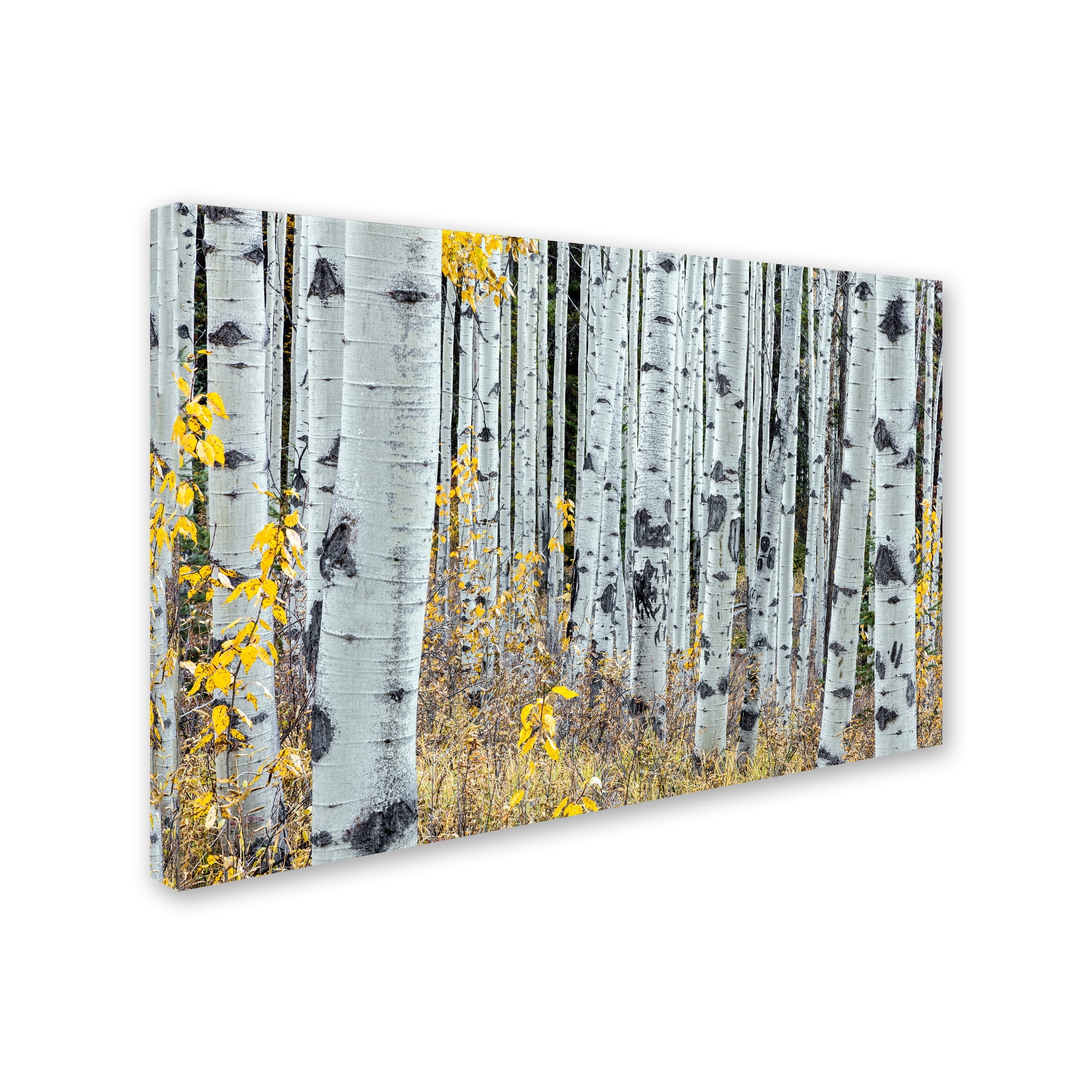 Pierre Leclerc 'Forest of Aspens' Canvas Art 16 x 24