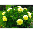 thumbnail image 3 of Bartzella Intersectional ITOH Tree Peony- Lemon Yellow Blooms - 2/3 Eye Bareroot, 3 of 4