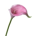 thumbnail image 2 of 1PC Artificial Calla Lily Stem,Faux Flower Elegant Yunrong Calla for Home Decoration Wedding Centerpieces Dark Purple,Pink, 2 of 9