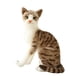 thumbnail image 1 of Preciosos juguetes de peluche de gato, relleno de felpa animal, agradable para la piel, simulación de gatos siameses 25cm, 1 of 7