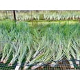thumbnail image 2 of ragnaroc Air Plants - Tillandsia Juncea, Jumbo 8-12" - 10ct - Live Arrival Gauranteed - House Plants for Home Decor & Gift, 2 of 6