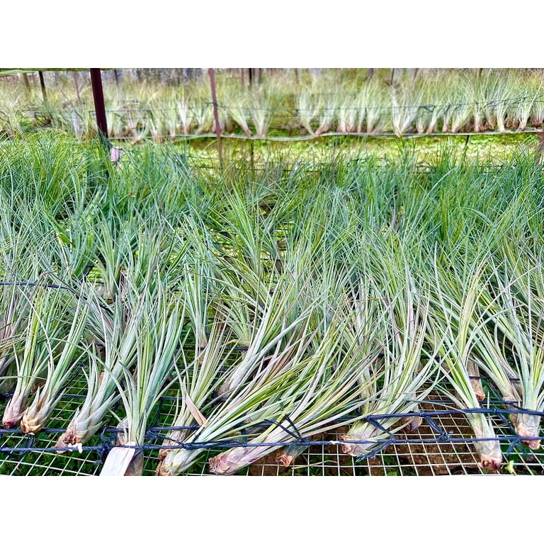 coconut palms for sale Coconut Palm Tree, Green Malayan Cocos nucifera
