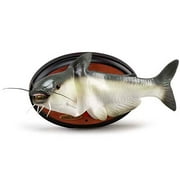 Cool Catfish