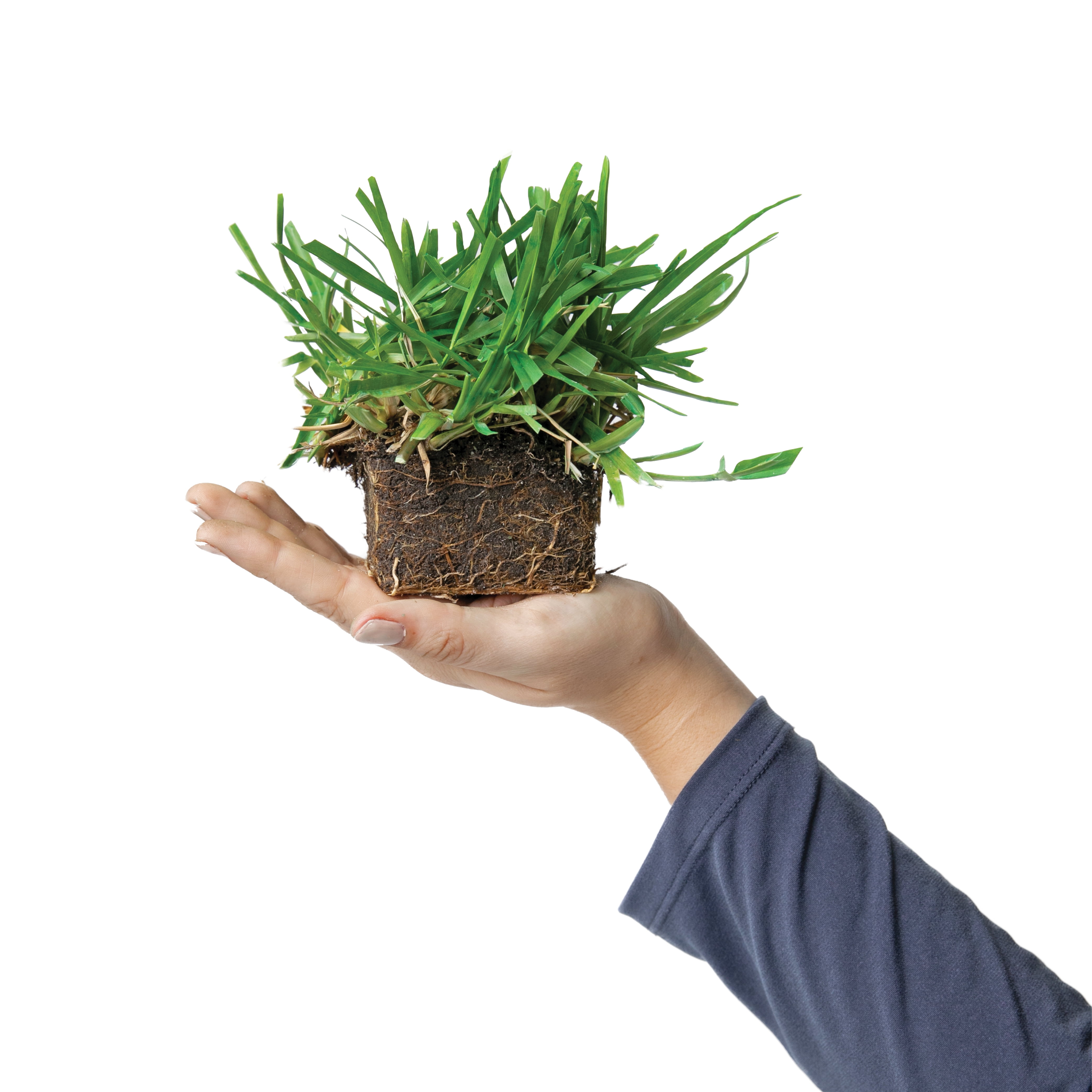 SodPods St Augustine Floratam Grass Plugs (32 Count) Natural, Affordable Lawn Improvement