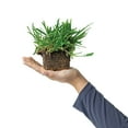 thumbnail image 2 of SodPods St Augustine Floratam Grass Plugs (32 Count) Natural, Affordable Lawn Improvement, 2 of 6