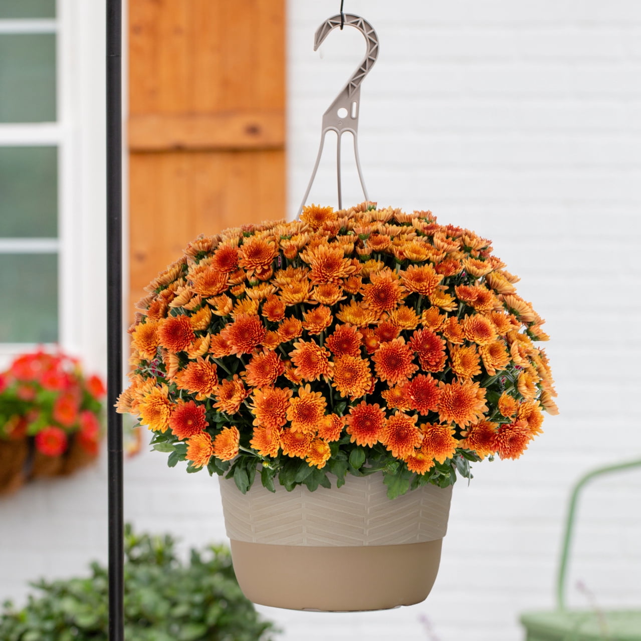 Better Homes & Gardens 1.5gal Orange Chrysanthemum Live Fall Plant Decorative Hanging Basket Sun