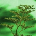 thumbnail image 1 of Ahgly Company Machine Washable Indoor Square Transitional Green Area Rugs, 5' Square, 1 of 7