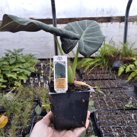 corn plant dracaena Dracaena Massangeana Mass Cane Stump Form, Corn Plant