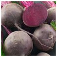 thumbnail image 3 of Everwilde Farms - 1 Lb Organic Crosbys Egyptian Beet Seeds - Gold Vault Bulk Seed Packet, 3 of 3
