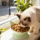 thumbnail image 4 of Comedero y bebedero elevado de gran capacidad para gatos | Plato de plástico para mascotas de 250 ml con diseño ancho y poco profundo | Soporte para el cuello para una mejor digestión y alivio del, 4 of 6
