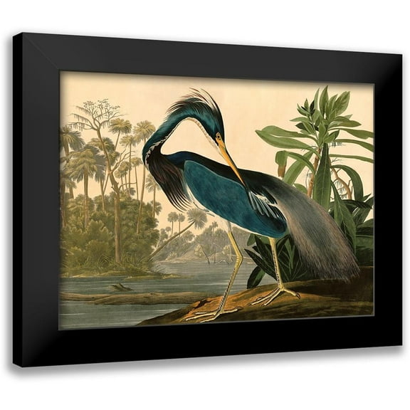 John James, Audubon 14x12 Black Modern Framed Museum Art Print Titled - Louisiana Heron