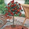 thumbnail image 3 of Ketchup & Mustard Dormant Bare Root Floribunda 24IN Tree Form Rose, 1-Pack, 3 of 4
