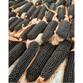 thumbnail image 5 of TomorrowSeeds - Dakota Black Popcorn (Ornamental Corn) Seeds - 150+ Count - For 2025 Planting, 5 of 9