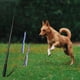 thumbnail image 5 of Varita extensible para perros, juguete interactivo para perseguir cachorros Negro 89cm, 5 of 9