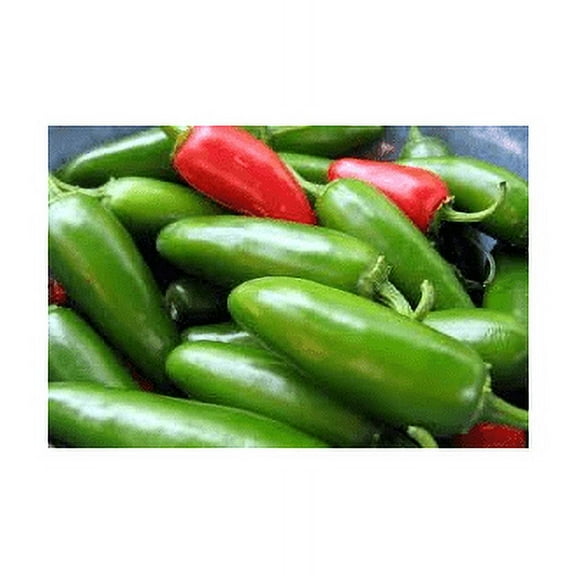 Pepper HOT Jalapeno Early Great Heirloom Vegetable BULK 4,000 Seeds