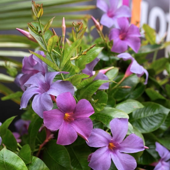Mandevilla Plants Live 4-8 Inch, Bluephoria Mandevilla Plant with Enchanting Flowers