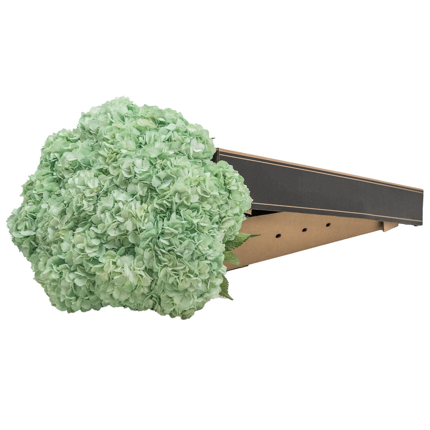 ☆hydrangea☆さま 専用です Member's Mark Color Enhanced Hydrangeas, 20 stems (choose