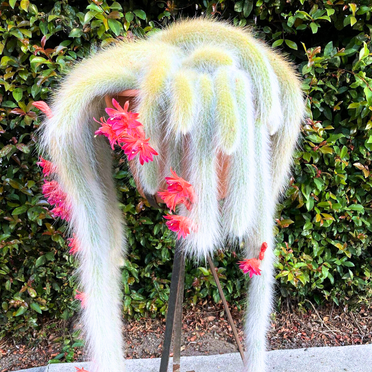 Long Monkey Tail Cactus Plant Live, Bareroot 3.5-5" Tall, Trailing Succulent Rare Hanging Cactus Houseplant