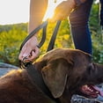 thumbnail image 3 of Mighty Paw Leather Dog Leash, 5 ft Leash Super Soft Distressed Leather, Modern Stylish Lead. For Small, Medium and Large Pets, 3 of 8