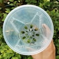 thumbnail image 3 of harmtty Plant Pot Transparent Thickened Large Capacity Breathable DIY Plant Plastic Permeable Tall Flower Pot Greenery Accessories, 3 of 7