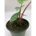 thumbnail image 2 of Alocasia Ivory Coast Variegated, Elephant Ear African Plant, Clear Green, 2 of 9