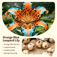 thumbnail image 2 of Lily Bulbs,Low Maintenance - Easy Grow - Ideal For Beds Borders, Plant Pots & Planters, 2 of 5