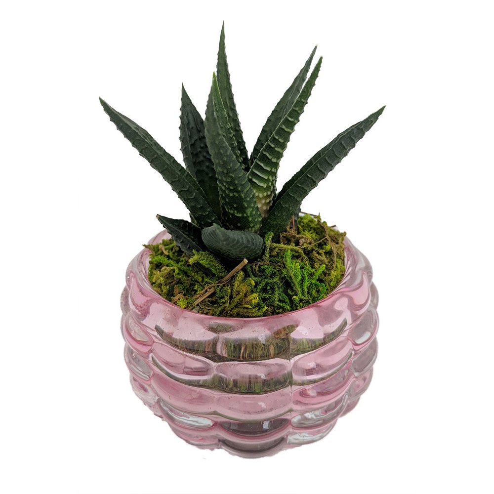 Gems Glass Planter with Live Succulent Plant Pink Basket