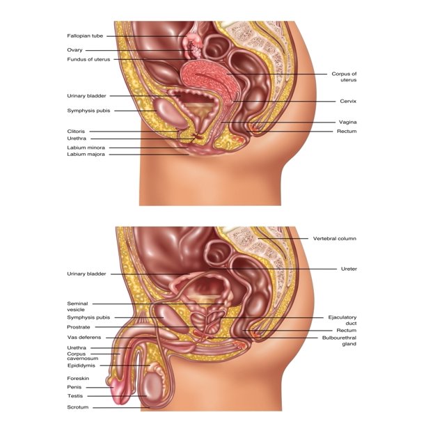 Female Male Reproductive Anatomy Illustration Rolled Canvas Art Gwen Shockeyscience Source 24 X 36 Walmart Com