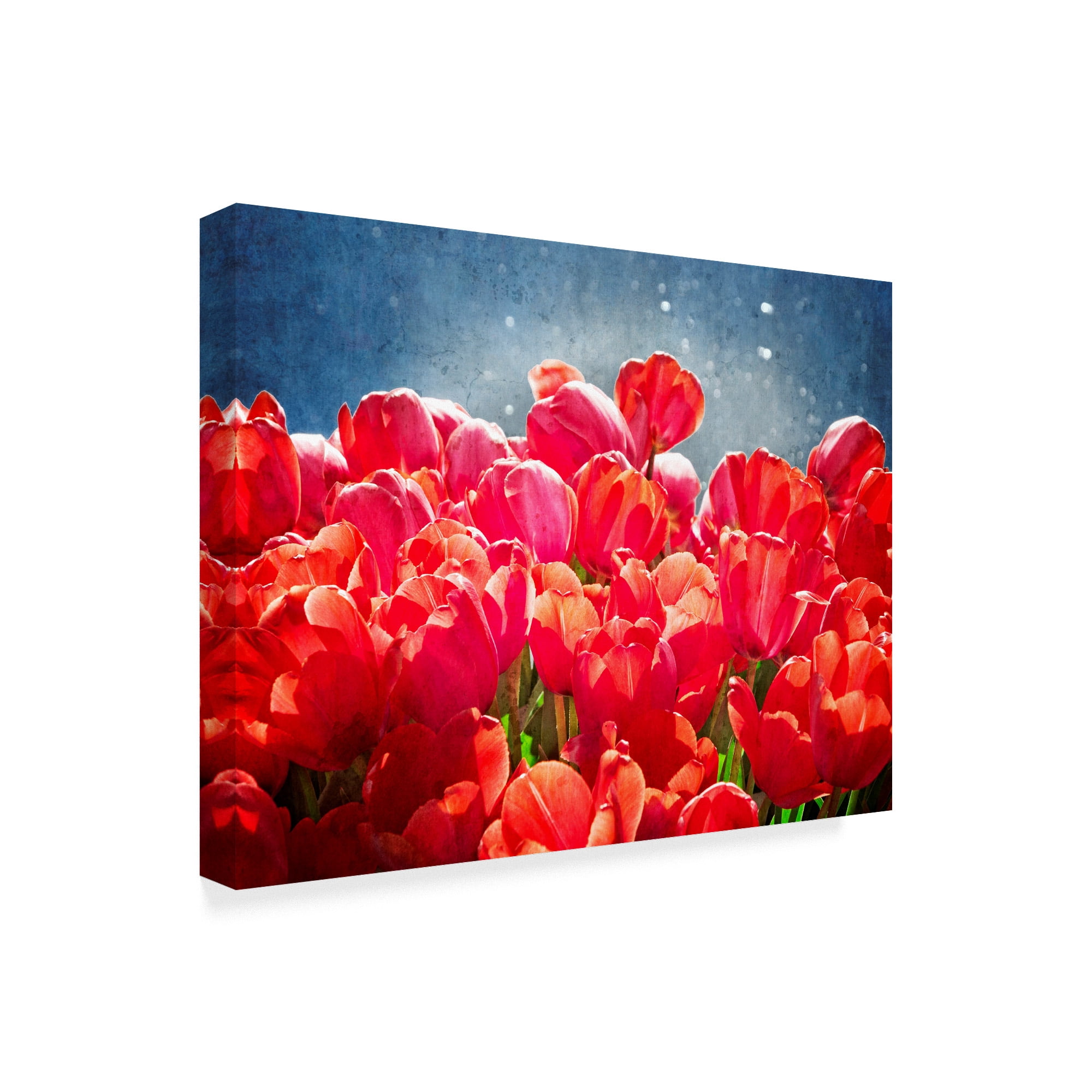 Trademark Fine Art 'Fuchsia Tulips I' Canvas Art by Rachel Perry