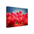 thumbnail image 2 of Trademark Fine Art 'Fuchsia Tulips I' Canvas Art by Rachel Perry, 2 of 4