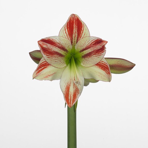 Ambiance Giant Dutch Amaryllis 34/+ cm Bulb