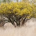 thumbnail image 3 of 5 Pack Acacia Tree Flower Seed Plant Seeds Garden Yard Decor, 3 of 5