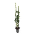 thumbnail image 7 of Sky Pencil Japanese Holly - 12 Live Quart Size Plants - Ilex Crenata - Formal Low Maintenance Evergreen Plants, 7 of 7