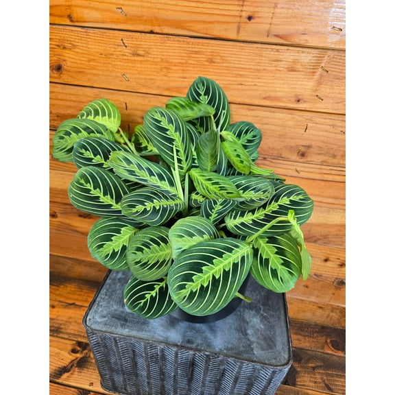 Maranta Leuconeura Lemon Lime, 6" Plant, The Plant Farm