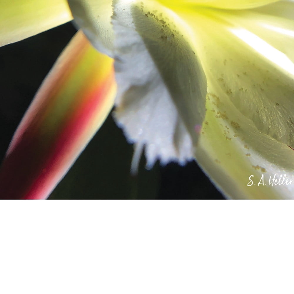 Bloom Parade By Photographer Steven A. Heller - 20"X30" Canvas