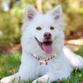 thumbnail image 2 of KDFJPTH Diamonds Dog Collar Pet Dog Chain Cat Collar Adjustable Dog Collar Diamond Flash Dog Collar Leather Dog Collar Medium Dogs Cute Girl with Bell Breakaway Cat Pearl Collar, 2 of 2