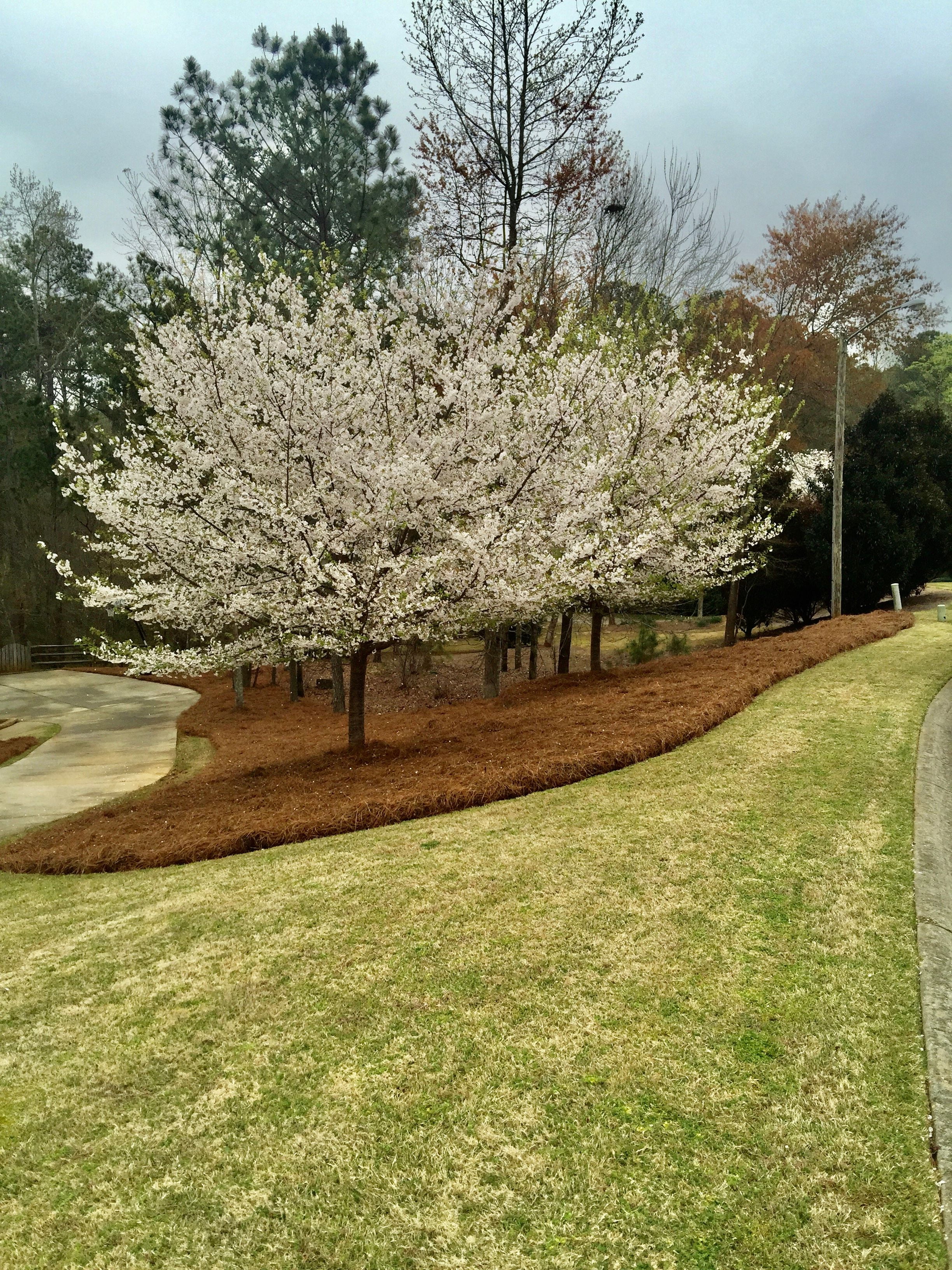 acdanc  Premium Long Needle | Pine Straw Mulch | Covers up to 2200 Sqft