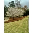 thumbnail image 4 of acdanc  Premium Long Needle | Pine Straw Mulch | Covers up to 2200 Sqft, 4 of 6