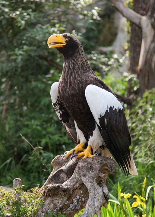 Canvas Print Bird Giant Eagle Portrait 