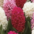 thumbnail image 4 of Van Zyverden's Hyacinth Valentine Mix (Set of 6 Dormant Bulbs) Partial Sun, Multicolor, Annual, 4 of 9