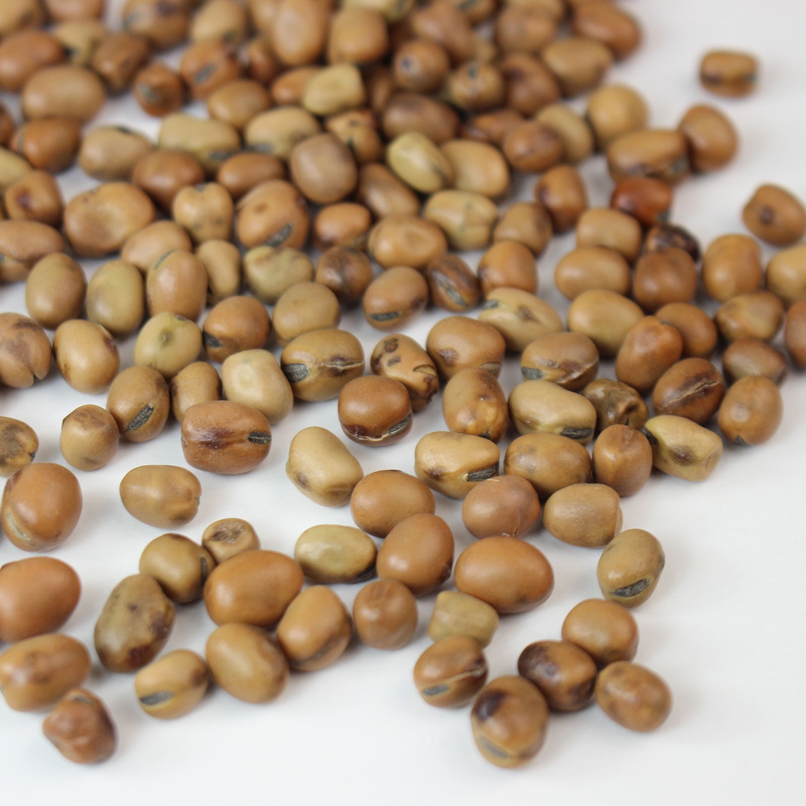 Organic Sprouting Fava Bean Seeds 30 g Packet 50 Seeds NonGMO