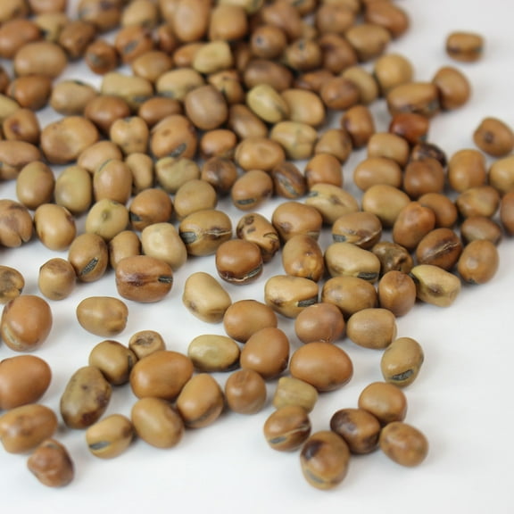 Organic Sprouting Fava Bean Seeds - 30 g Packet ~50 Seeds - Non-GMO - Heirloom - For Sprouts, Microgreens, Vegetable Garden - Vicia faba