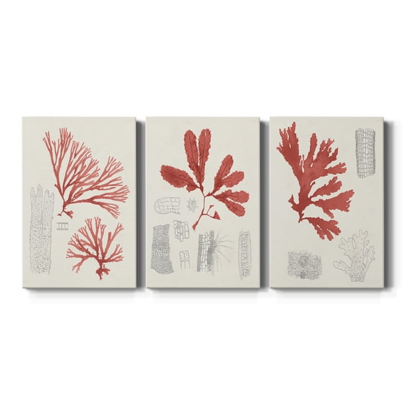 Vintage Coral Study I Premium Gallery Wrapped Canvas - Ready to Hang - 24 x 36 Each