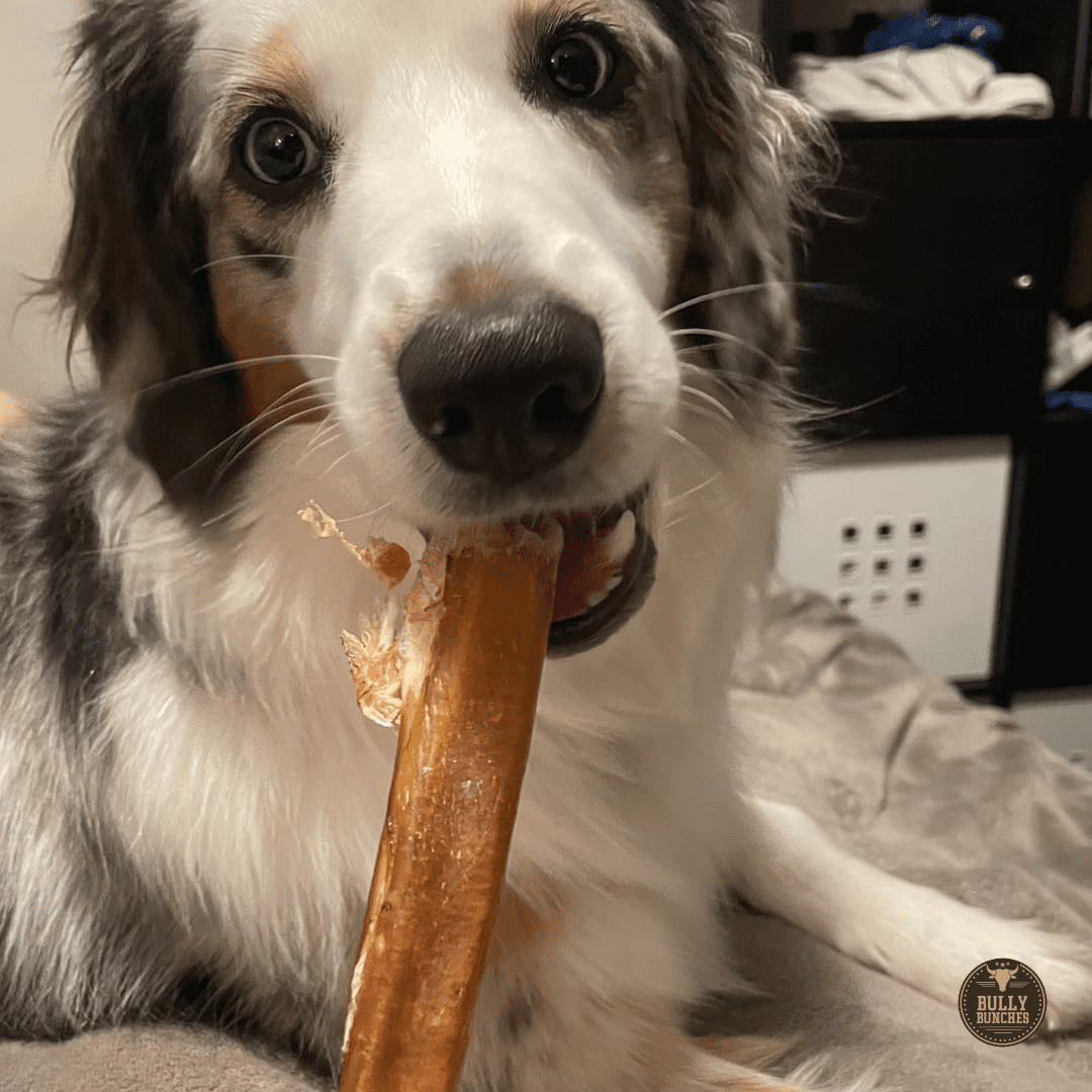 Bully Bunches Premium 12 Inch Thick Bully Stick - 10 Pack