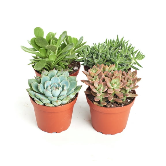 Home Botanicals 4 Inch Assorted Succulent Collection Succulent (Collection of 4)